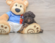 8 week old Havapoo Puppy For Sale - Lone Star Pups