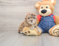 6 week old Havapoo Puppy For Sale - Lone Star Pups