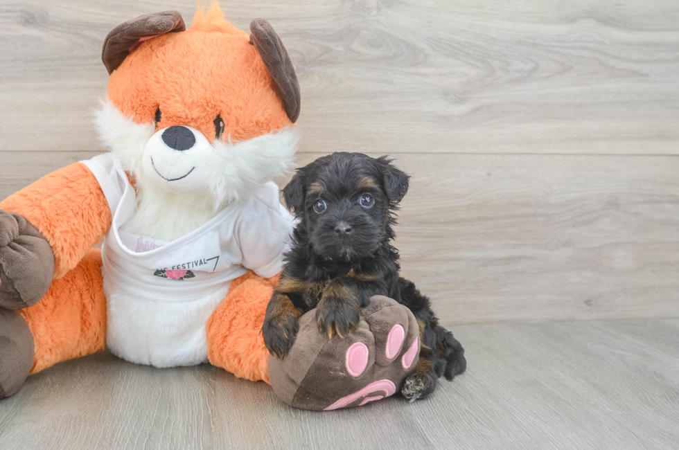 5 week old Havapoo Puppy For Sale - Lone Star Pups