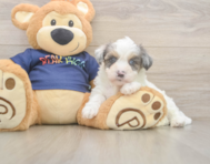 7 week old Havapoo Puppy For Sale - Lone Star Pups