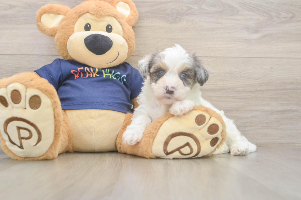 5 week old Havapoo Puppy For Sale - Lone Star Pups