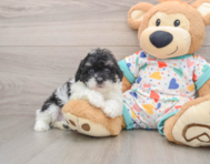 6 week old Havapoo Puppy For Sale - Lone Star Pups