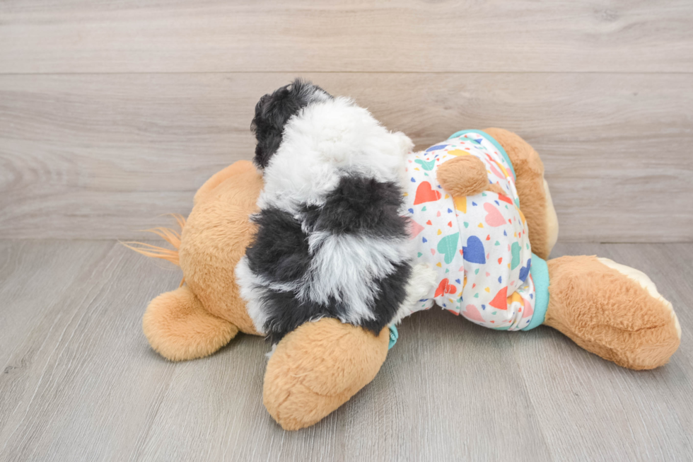 Smart Havapoo Poodle Mix Pup