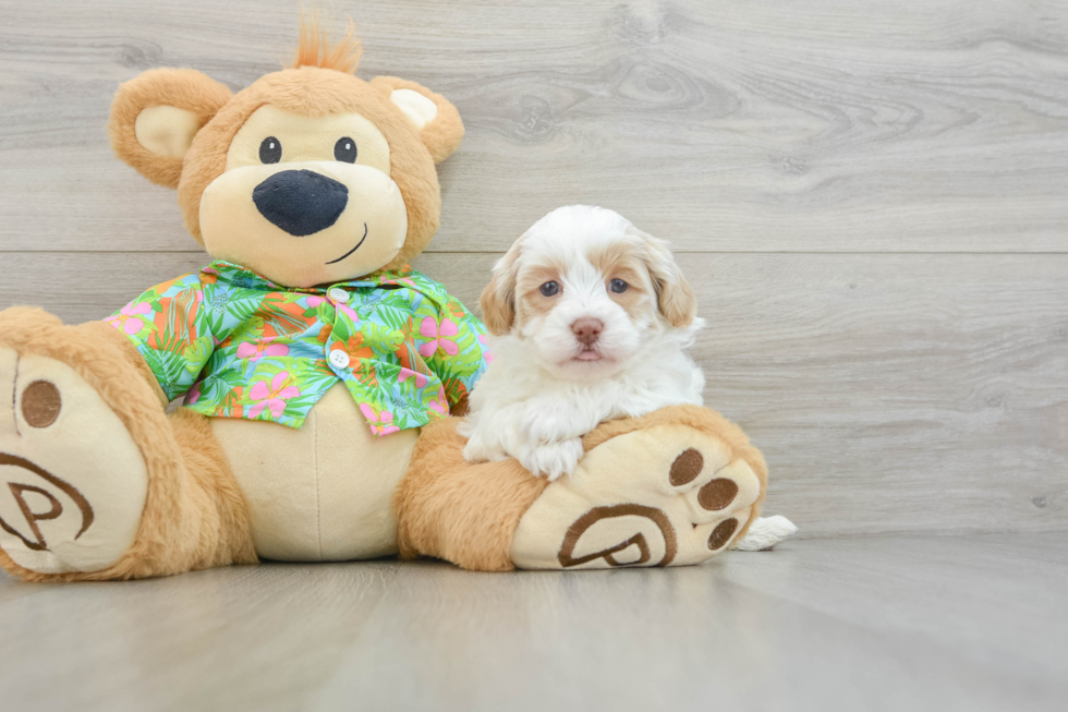 Fluffy Havapoo Poodle Mix Pup