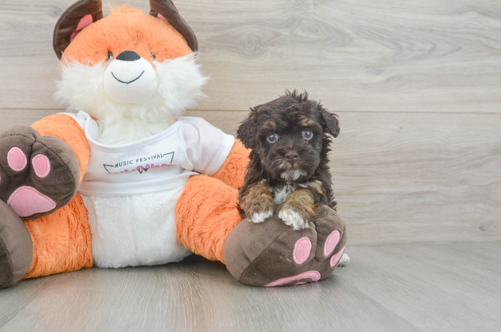 5 week old Havapoo Puppy For Sale - Lone Star Pups