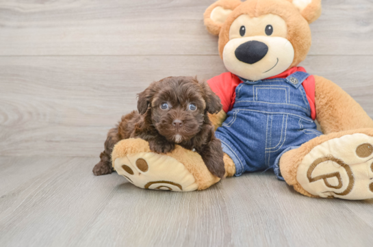Havapoo Puppy for Adoption