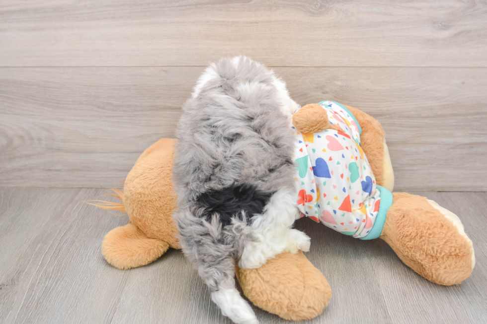 Little Havadoodle Poodle Mix Puppy