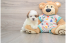 Playful Havadoodle Poodle Mix Puppy