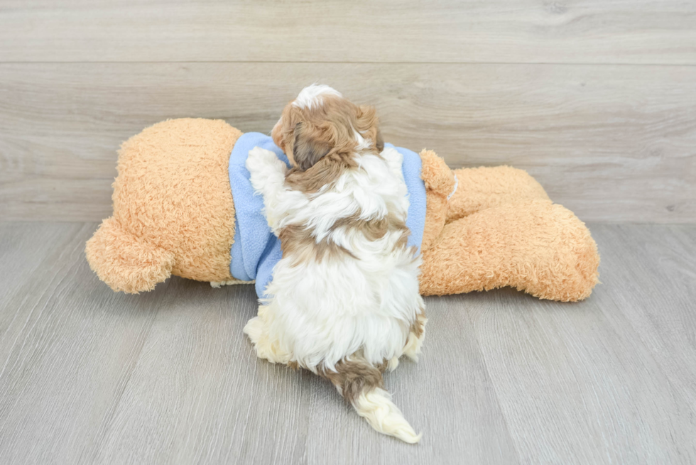 Energetic Havadoodle Poodle Mix Puppy