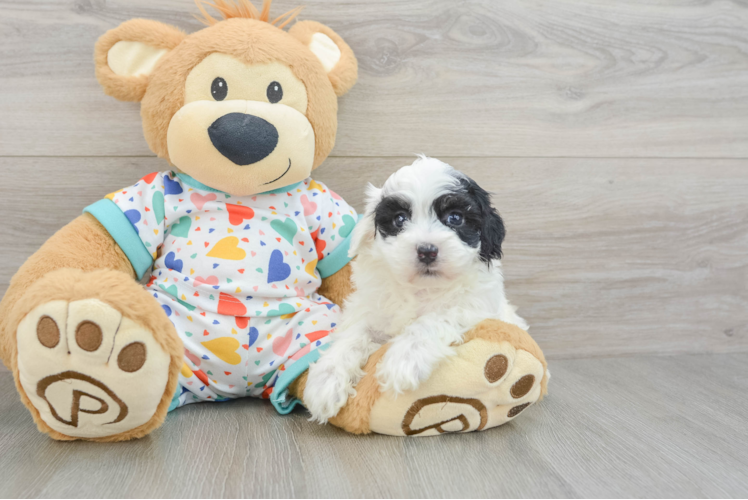 Playful Havadoodle Poodle Mix Puppy