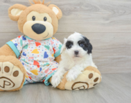 7 week old Havapoo Puppy For Sale - Lone Star Pups