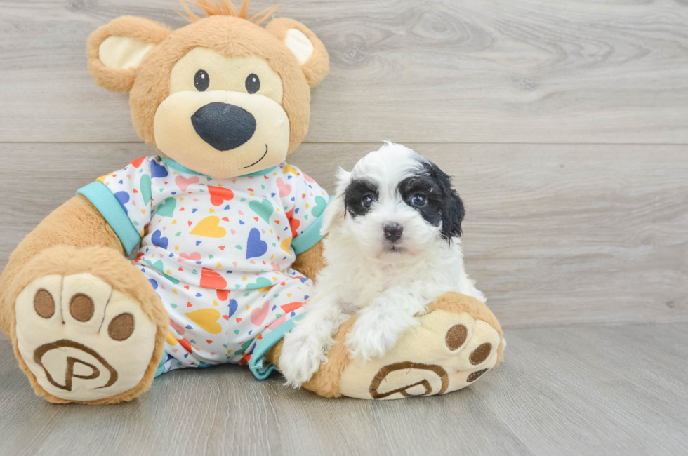 5 week old Havapoo Puppy For Sale - Lone Star Pups