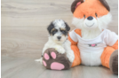Cute Havapoo Baby
