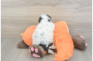 Sweet Havapoo Baby
