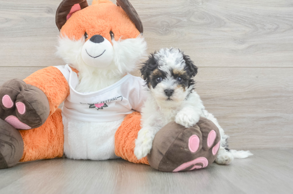 5 week old Havapoo Puppy For Sale - Lone Star Pups
