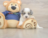 7 week old Havapoo Puppy For Sale - Lone Star Pups