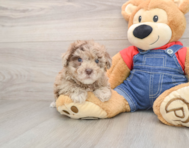 6 week old Havapoo Puppy For Sale - Lone Star Pups