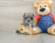 8 week old Havapoo Puppy For Sale - Lone Star Pups