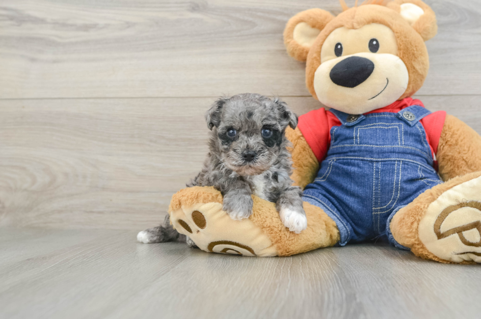6 week old Havapoo Puppy For Sale - Lone Star Pups