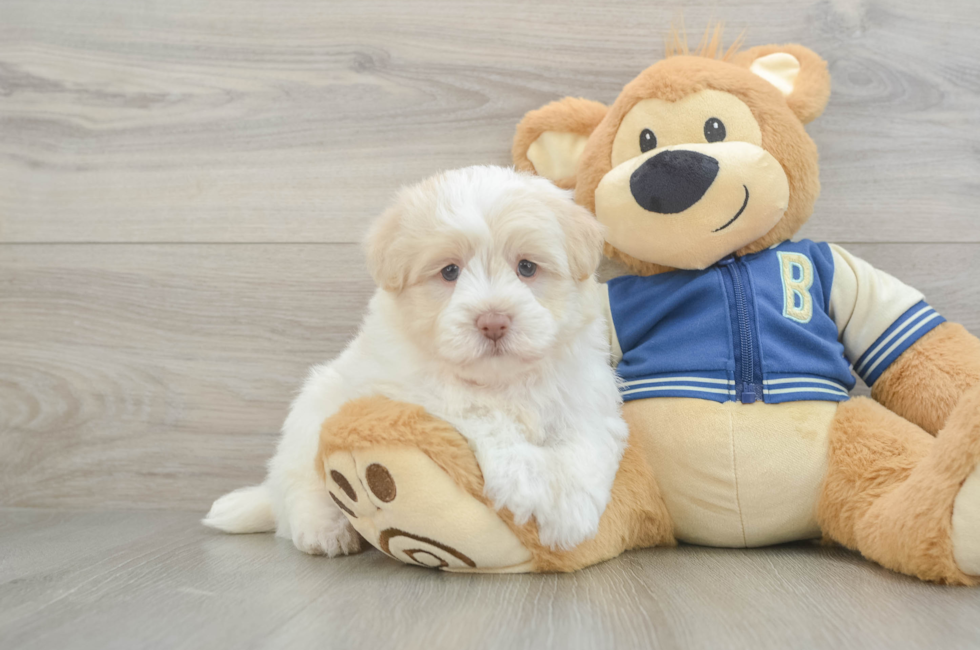 5 week old Havapoo Puppy For Sale - Lone Star Pups