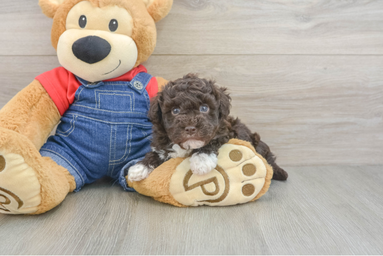 Sweet Havapoo Baby