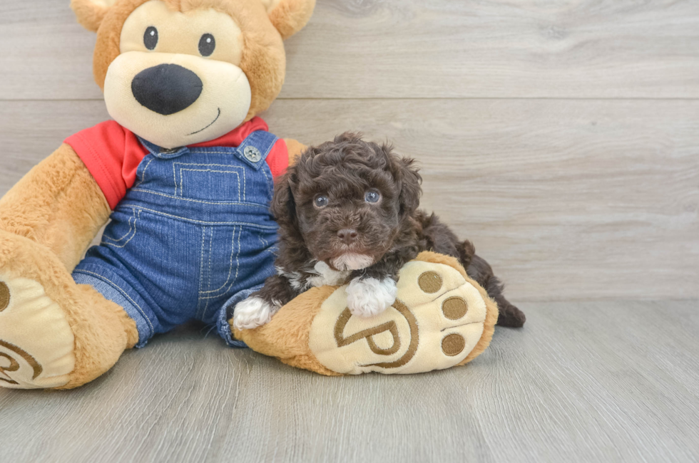 6 week old Havapoo Puppy For Sale - Lone Star Pups