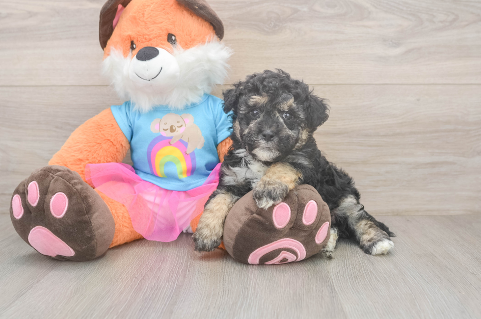 6 week old Havapoo Puppy For Sale - Lone Star Pups