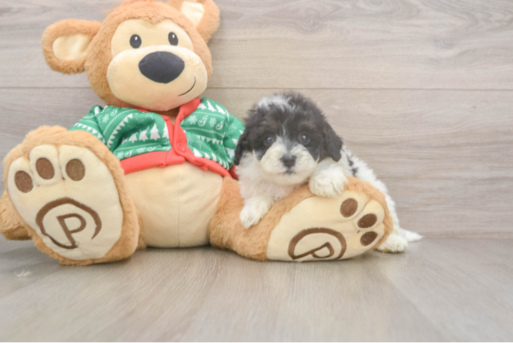 Little Havadoodle Poodle Mix Puppy