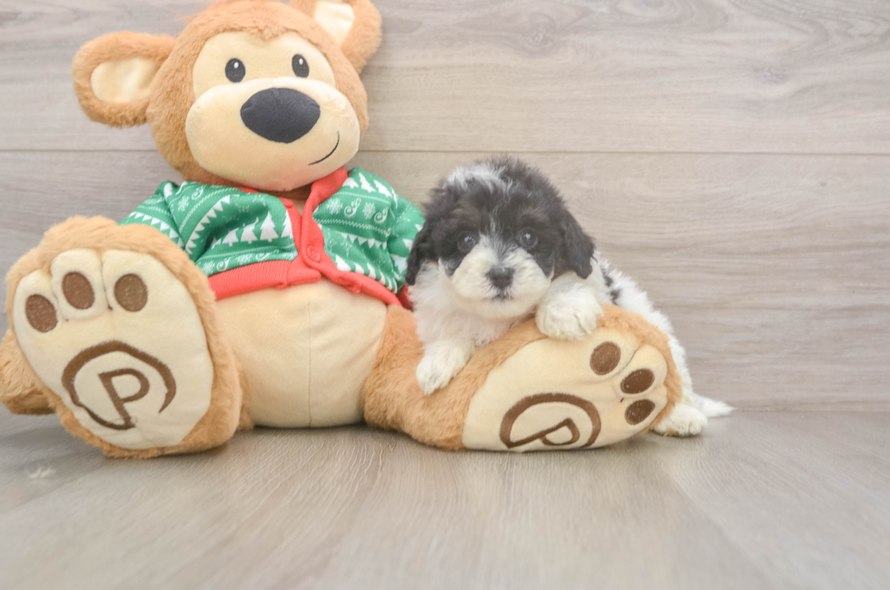 5 week old Havapoo Puppy For Sale - Lone Star Pups