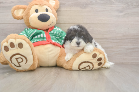 Little Havadoodle Poodle Mix Puppy