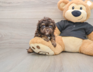 8 week old Havapoo Puppy For Sale - Lone Star Pups