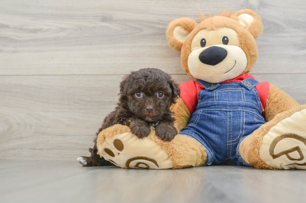 6 week old Havapoo Puppy For Sale - Lone Star Pups