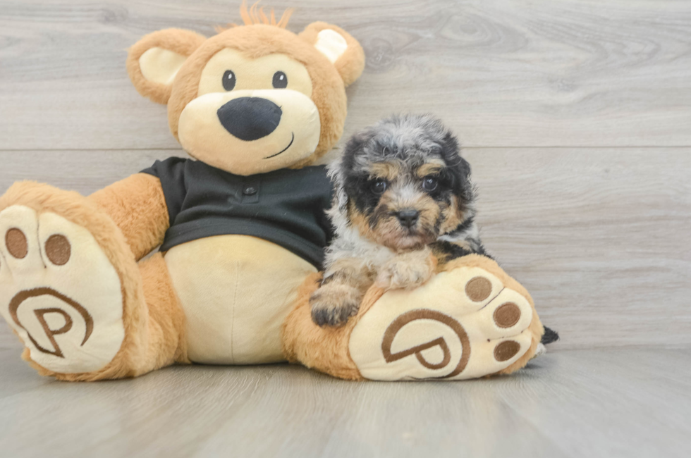 5 week old Havapoo Puppy For Sale - Lone Star Pups