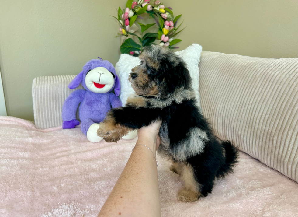 Cute Havadoodle Poodle Mix Puppy