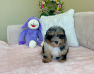 9 week old Havapoo Puppy For Sale - Lone Star Pups