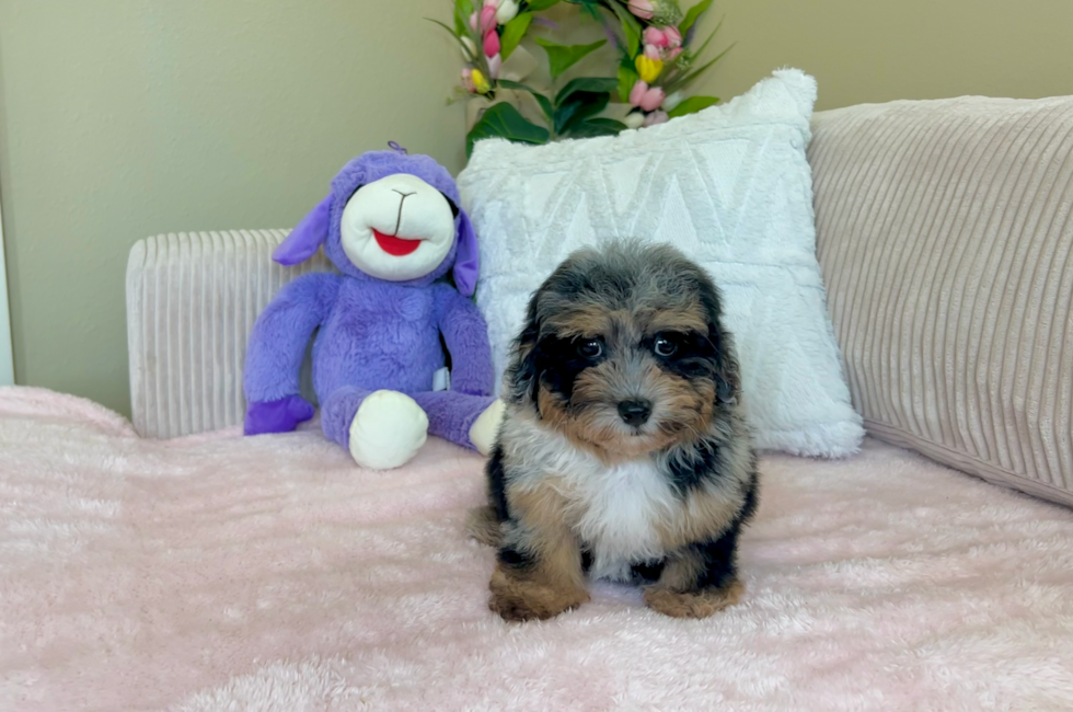 9 week old Havapoo Puppy For Sale - Lone Star Pups