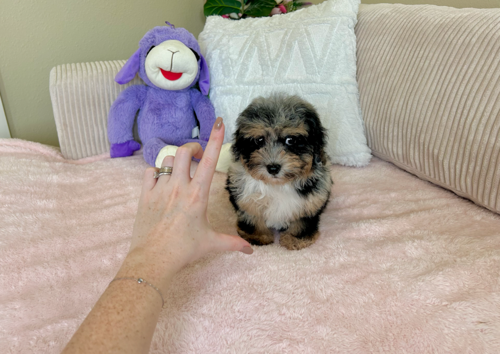 Havapoo Pup Being Cute