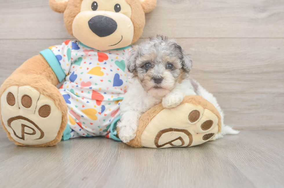5 week old Havapoo Puppy For Sale - Lone Star Pups