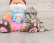 8 week old Havapoo Puppy For Sale - Lone Star Pups
