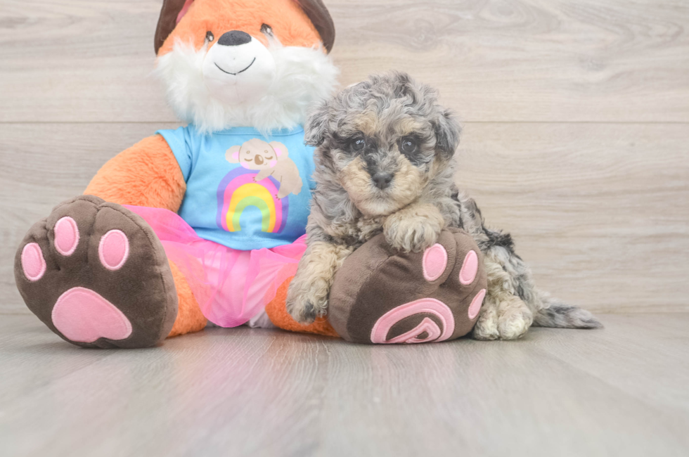 6 week old Havapoo Puppy For Sale - Lone Star Pups