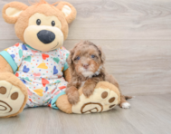 6 week old Havapoo Puppy For Sale - Lone Star Pups