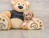7 week old Havapoo Puppy For Sale - Lone Star Pups