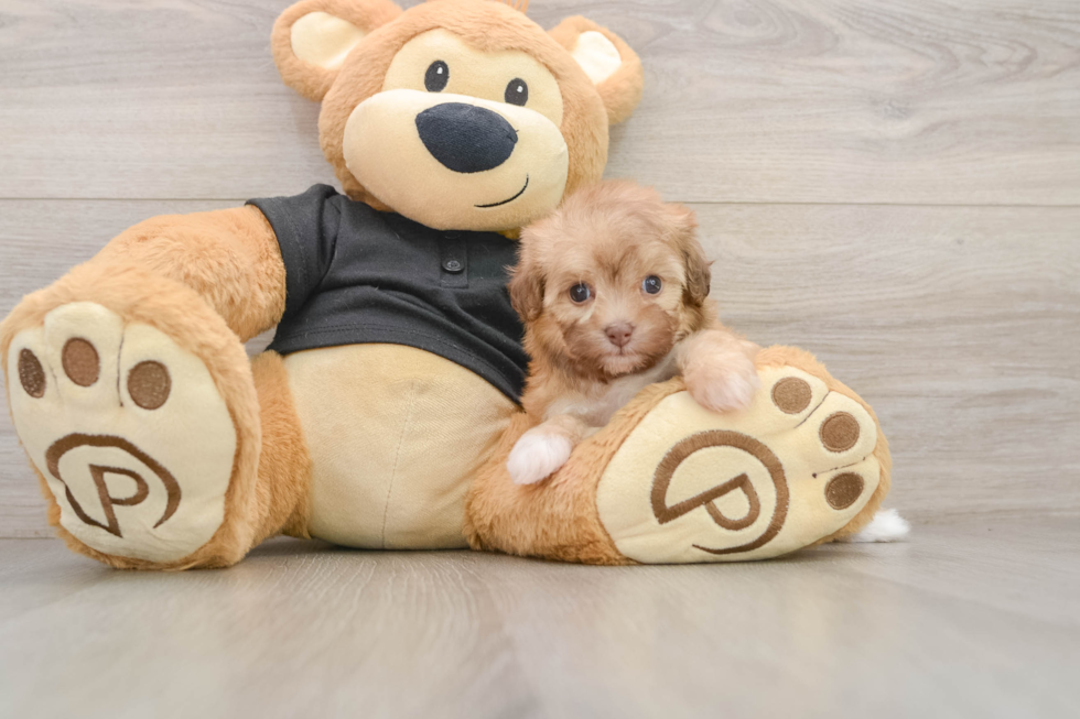 Smart Havapoo Poodle Mix Pup