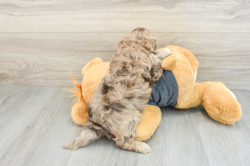 Hypoallergenic Havadoodle Poodle Mix Puppy