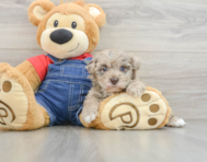 8 week old Havapoo Puppy For Sale - Lone Star Pups