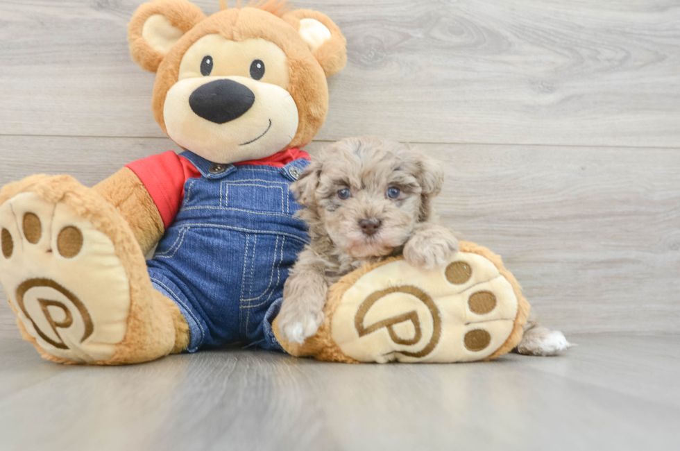 6 week old Havapoo Puppy For Sale - Lone Star Pups