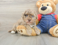 8 week old Havapoo Puppy For Sale - Lone Star Pups