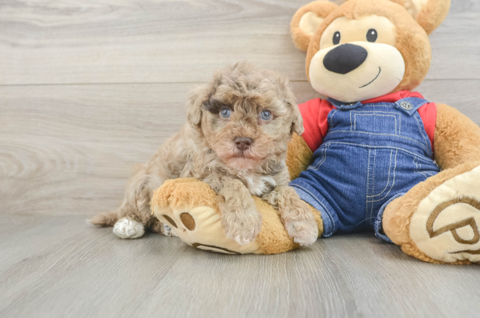 6 week old Havapoo Puppy For Sale - Lone Star Pups
