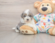7 week old Havapoo Puppy For Sale - Lone Star Pups