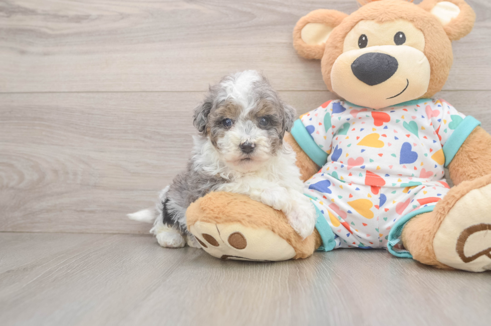 5 week old Havapoo Puppy For Sale - Lone Star Pups